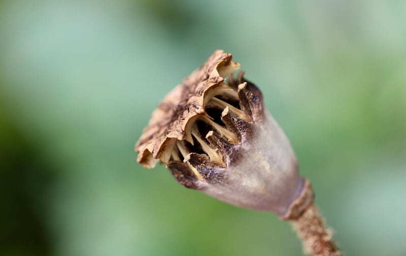 Temporal Capsule